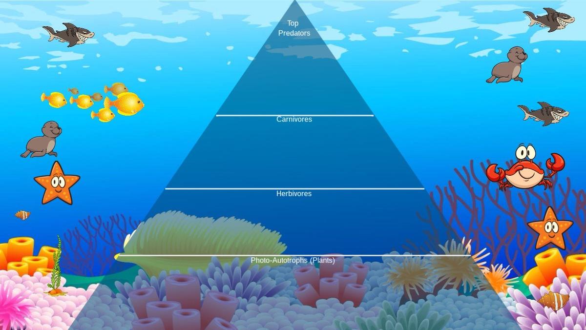 Ocean Ecological Pyramid - TEMPLATE