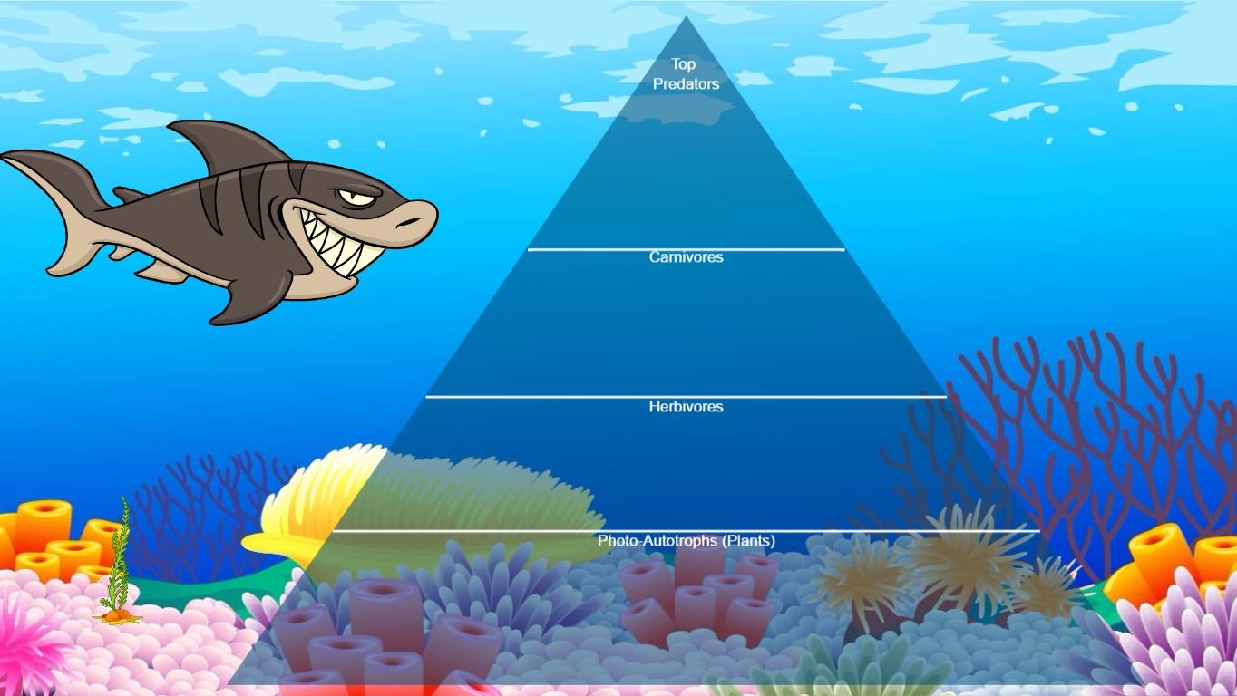 Ocean Ecological Pyramid - TEMPLATE