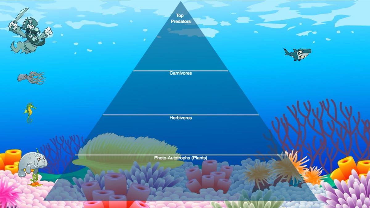 Ocean Ecological Pyramid - TEMPLATE