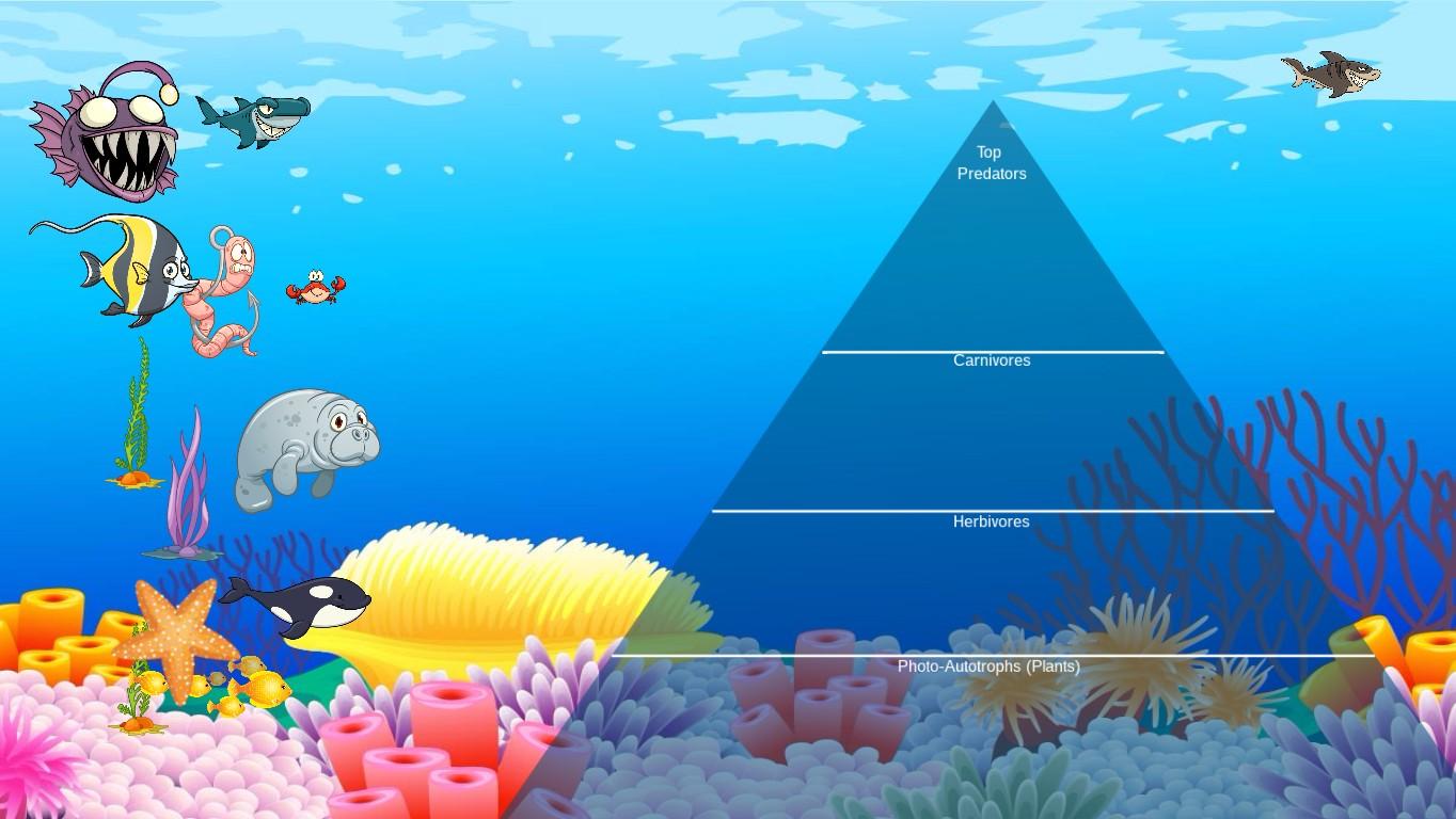 Ocean Ecological Pyramid - TEMPLATE