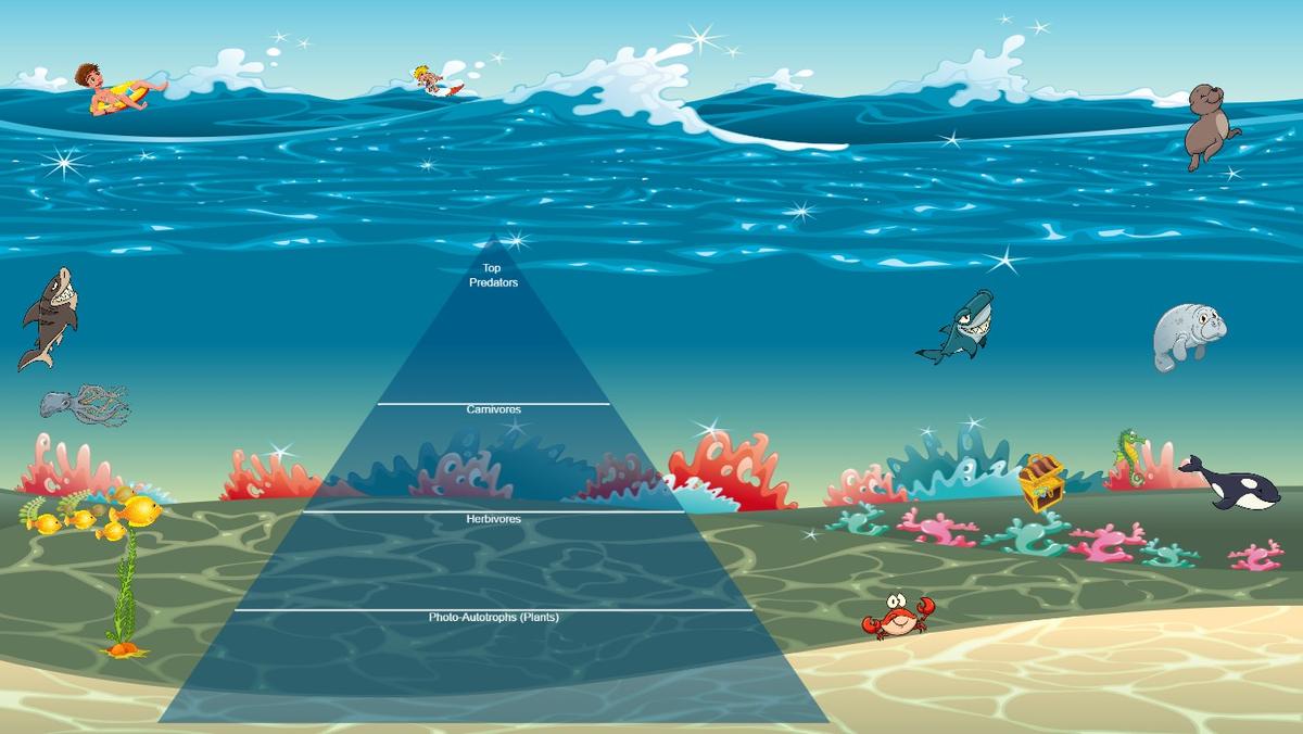 Ocean Ecological Pyramid - TEMPLATE