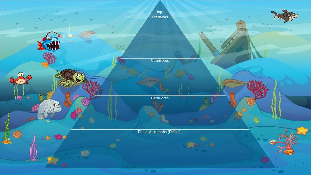 Ocean Ecological Pyramid - TEMPLATE