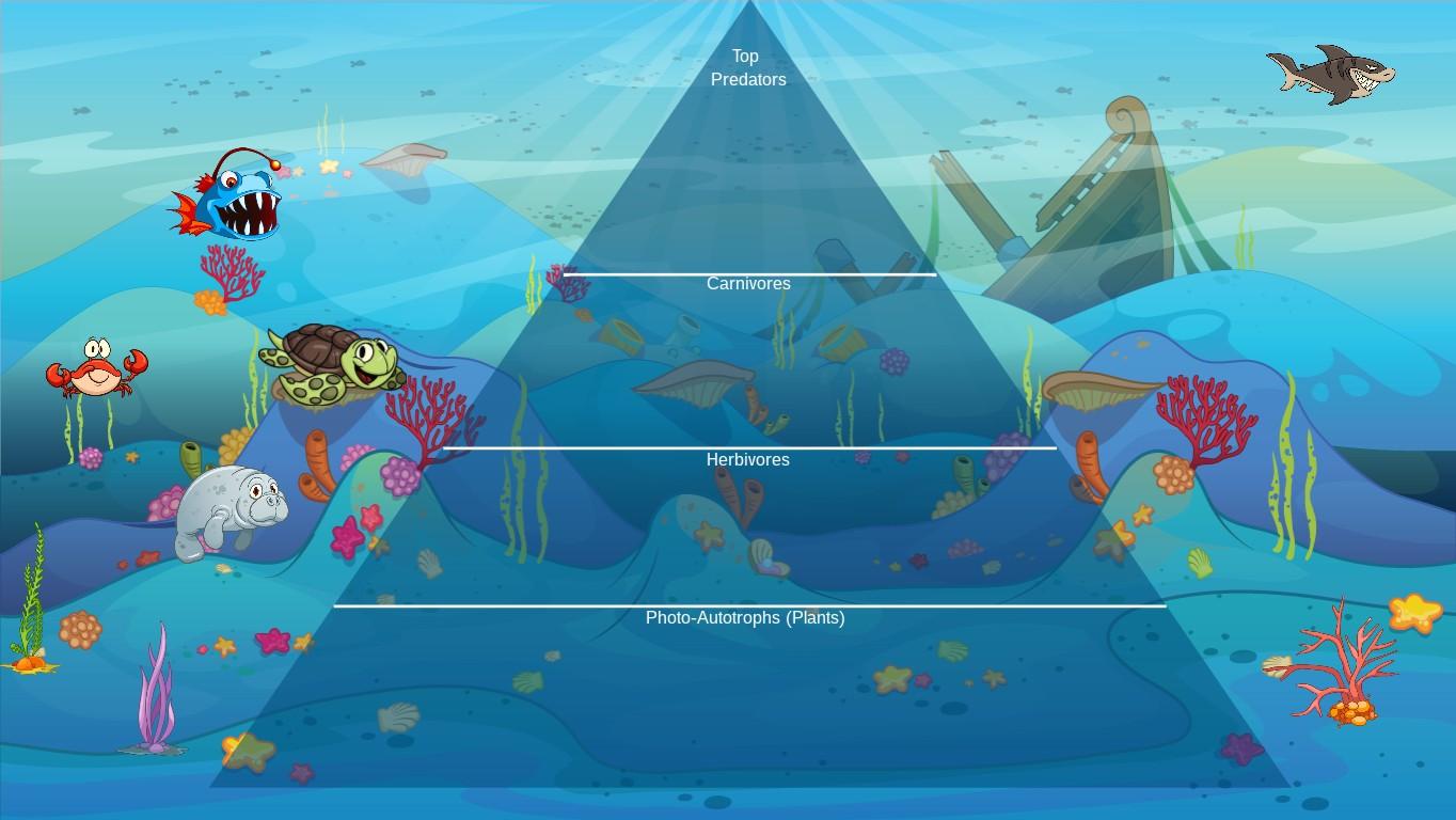 Ocean Ecological Pyramid - TEMPLATE