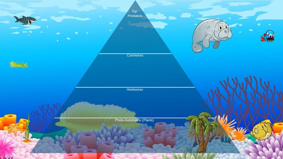 Ocean Ecological Pyramid - TEMPLATE