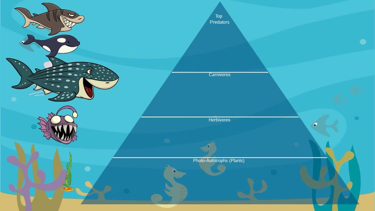 Ocean Ecological Pyramid - TEMPLATE