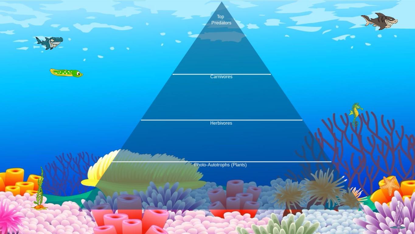 Ocean Ecological Pyramid - TEMPLATE