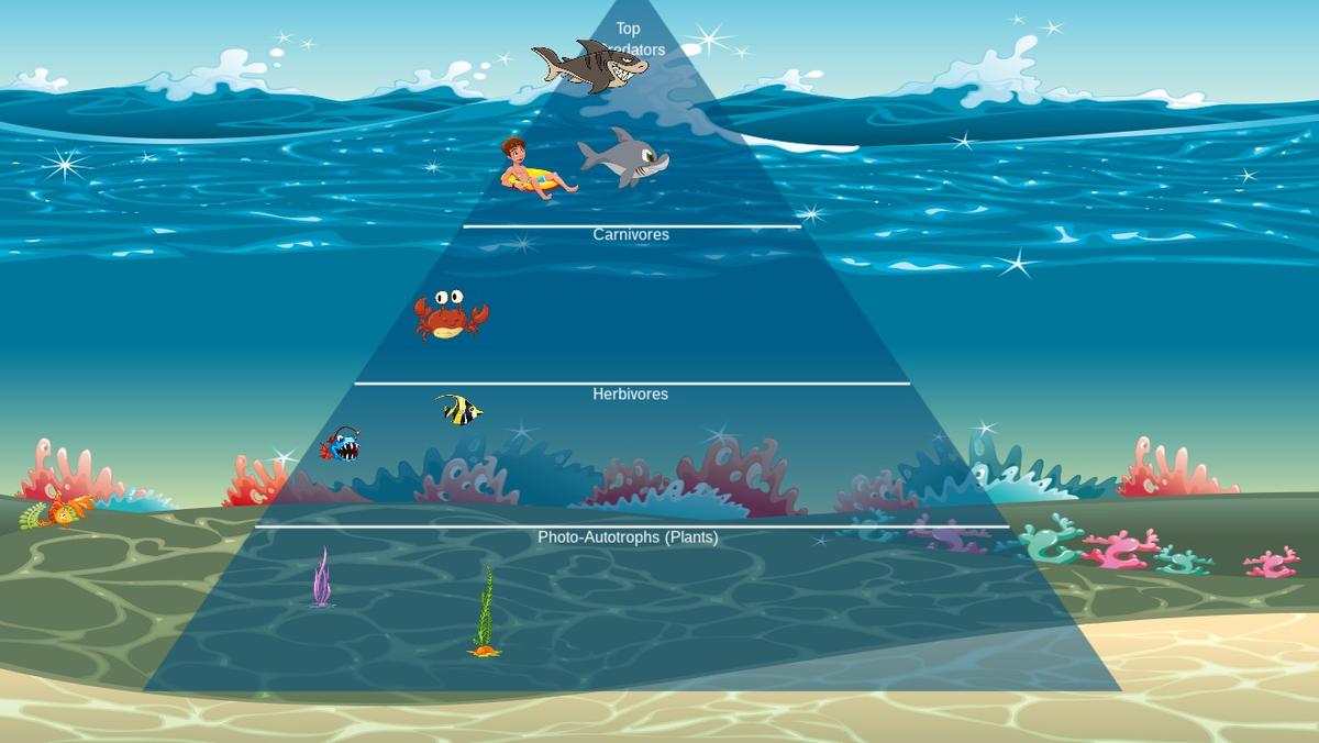 Ocean Ecological Pyramid - TEMPLATE