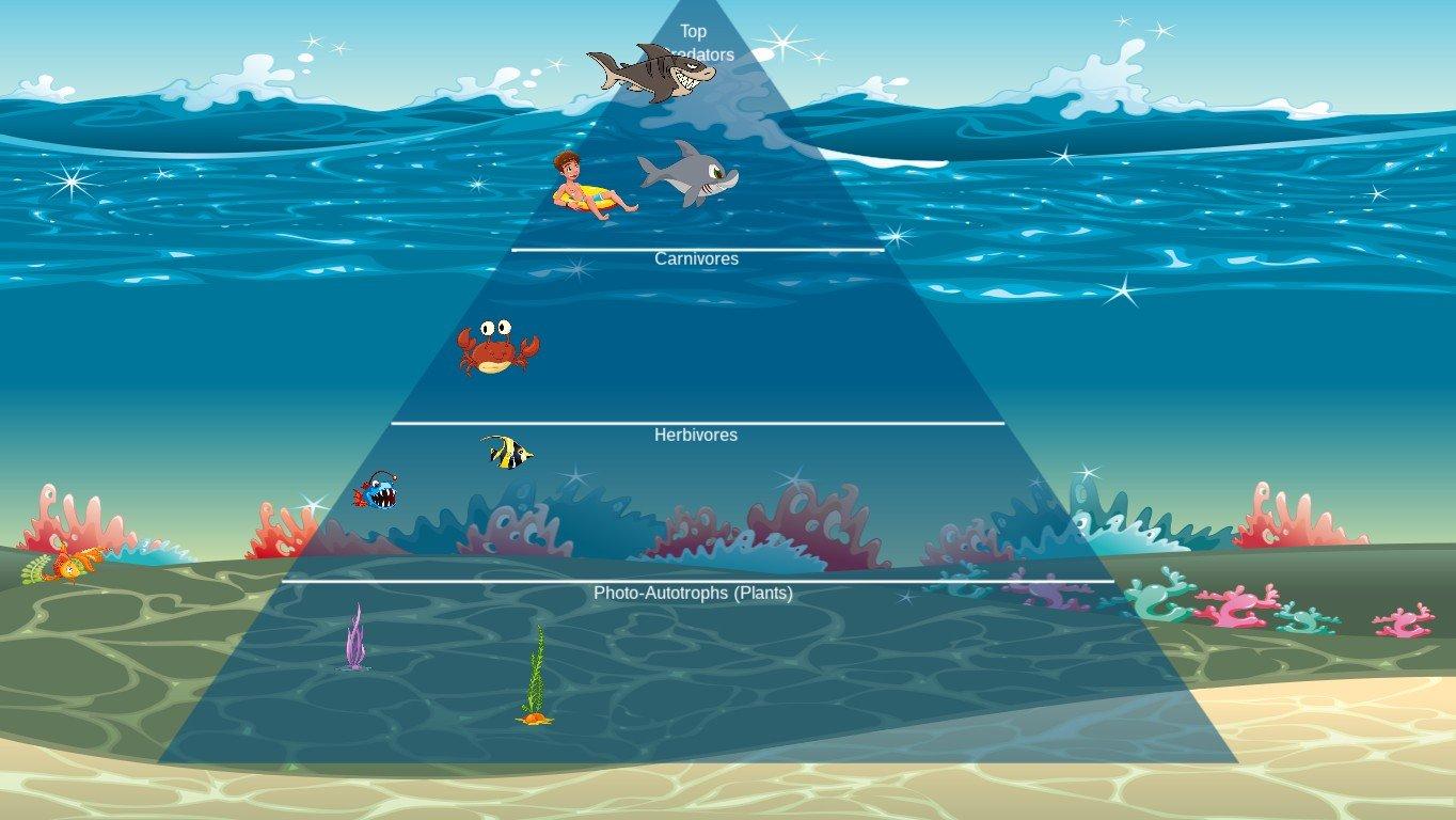 Ocean Ecological Pyramid - TEMPLATE