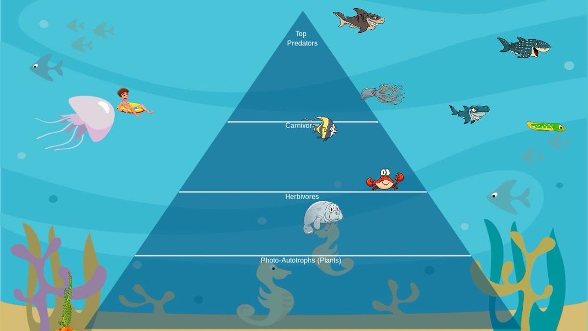 Ocean Ecological Pyramid - TEMPLATE