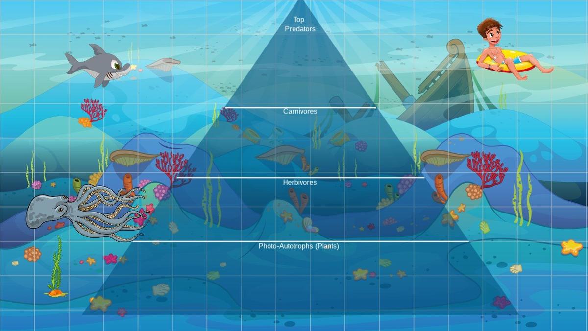 Ocean Ecological Pyramid - TEMPLATE