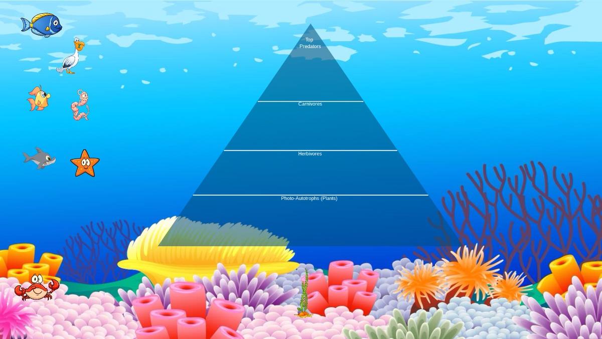 Ocean Ecological Pyramid - TEMPLATE