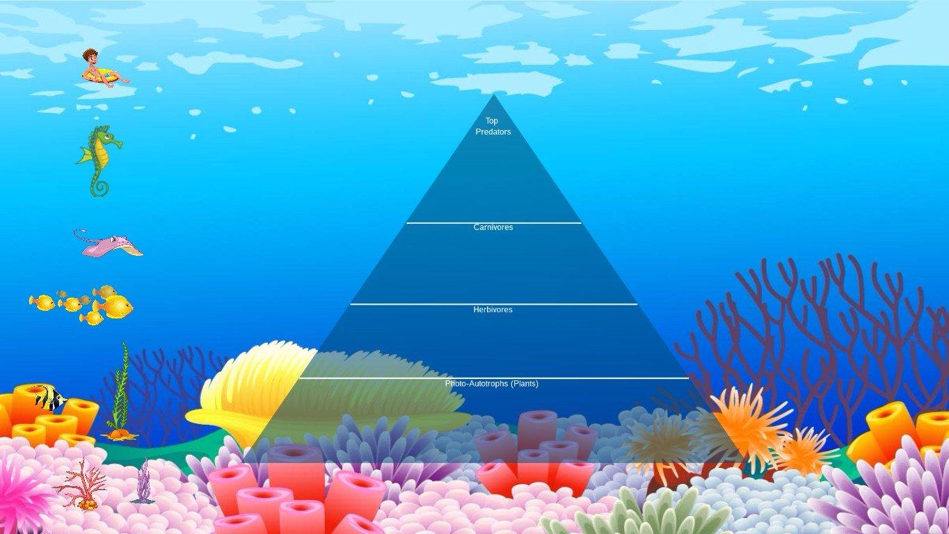 Ocean Ecological Pyramid - TEMPLATE