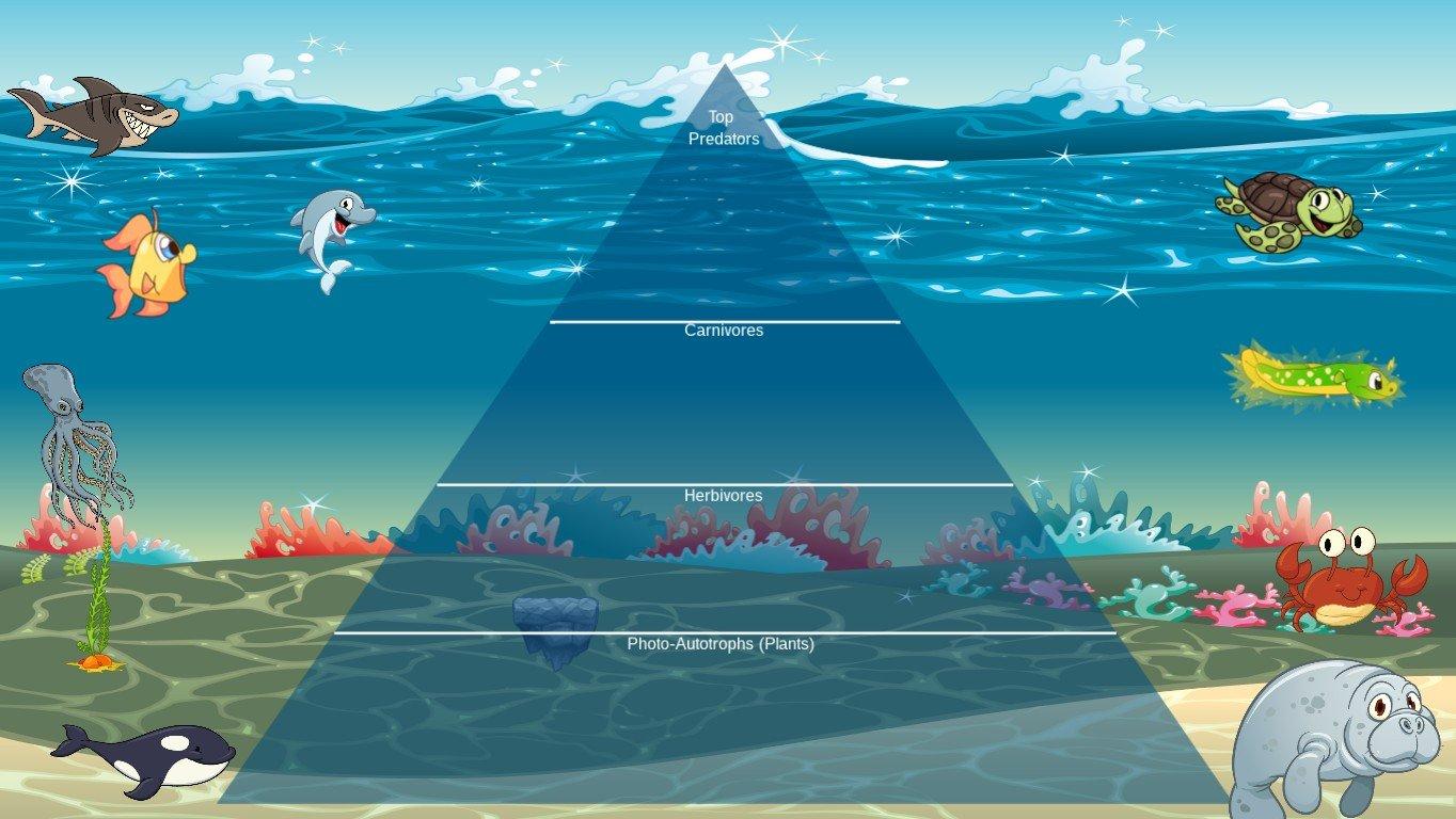 Ocean Ecological Pyramid - TEMPLATE