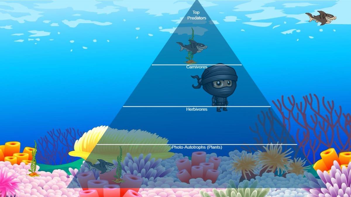 Ocean Ecological Pyramid - TEMPLATE