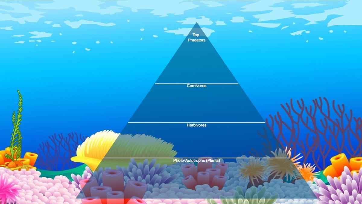 Ocean Ecological Pyramid - TEMPLATE