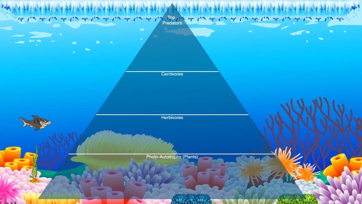 Ocean Ecological Pyramid - TEMPLATE