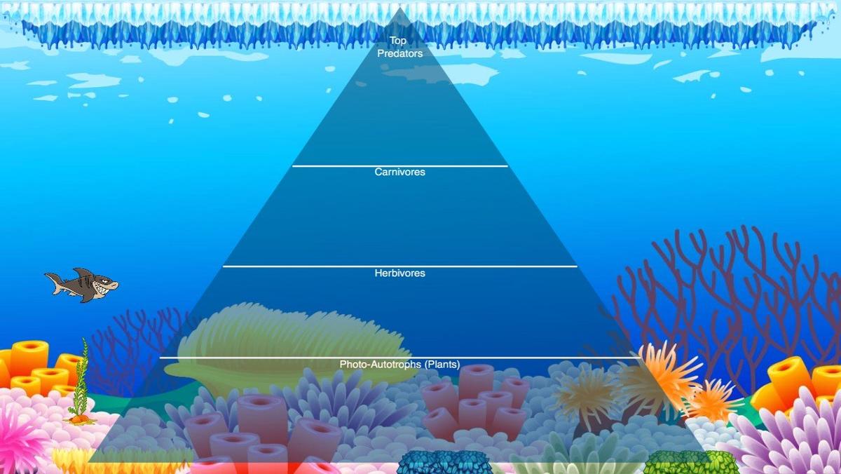 Ocean Ecological Pyramid - TEMPLATE