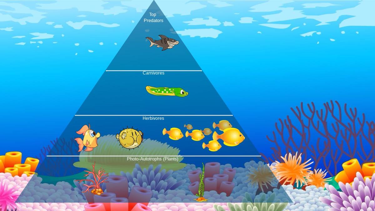 Ocean Ecological Pyramid - TEMPLATE