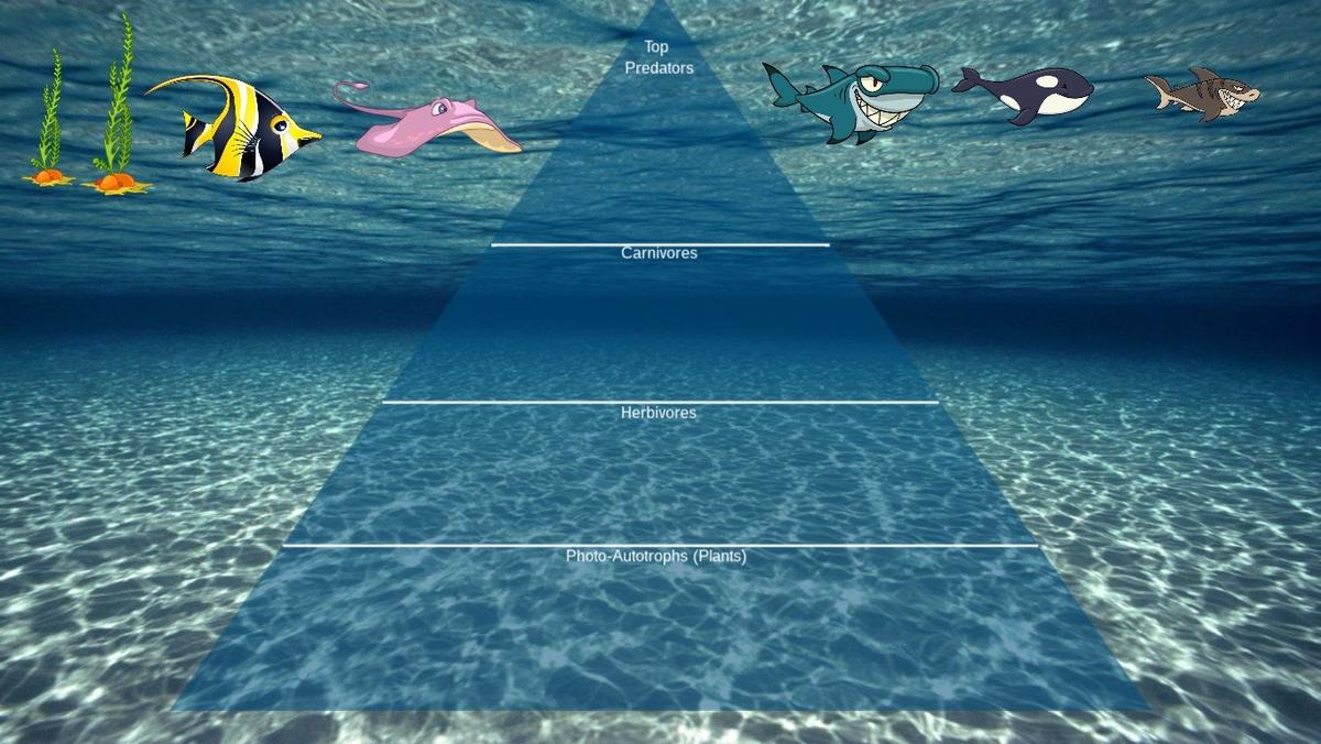 Ocean Ecological Pyramid - TEMPLATE