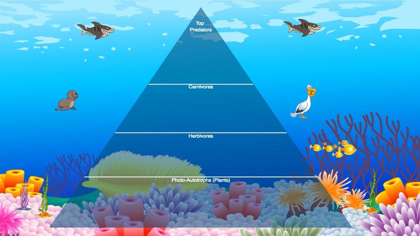 Ocean Ecological Pyramid - TEMPLATE