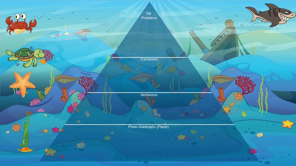 Ocean Ecological Pyramid - TEMPLATE