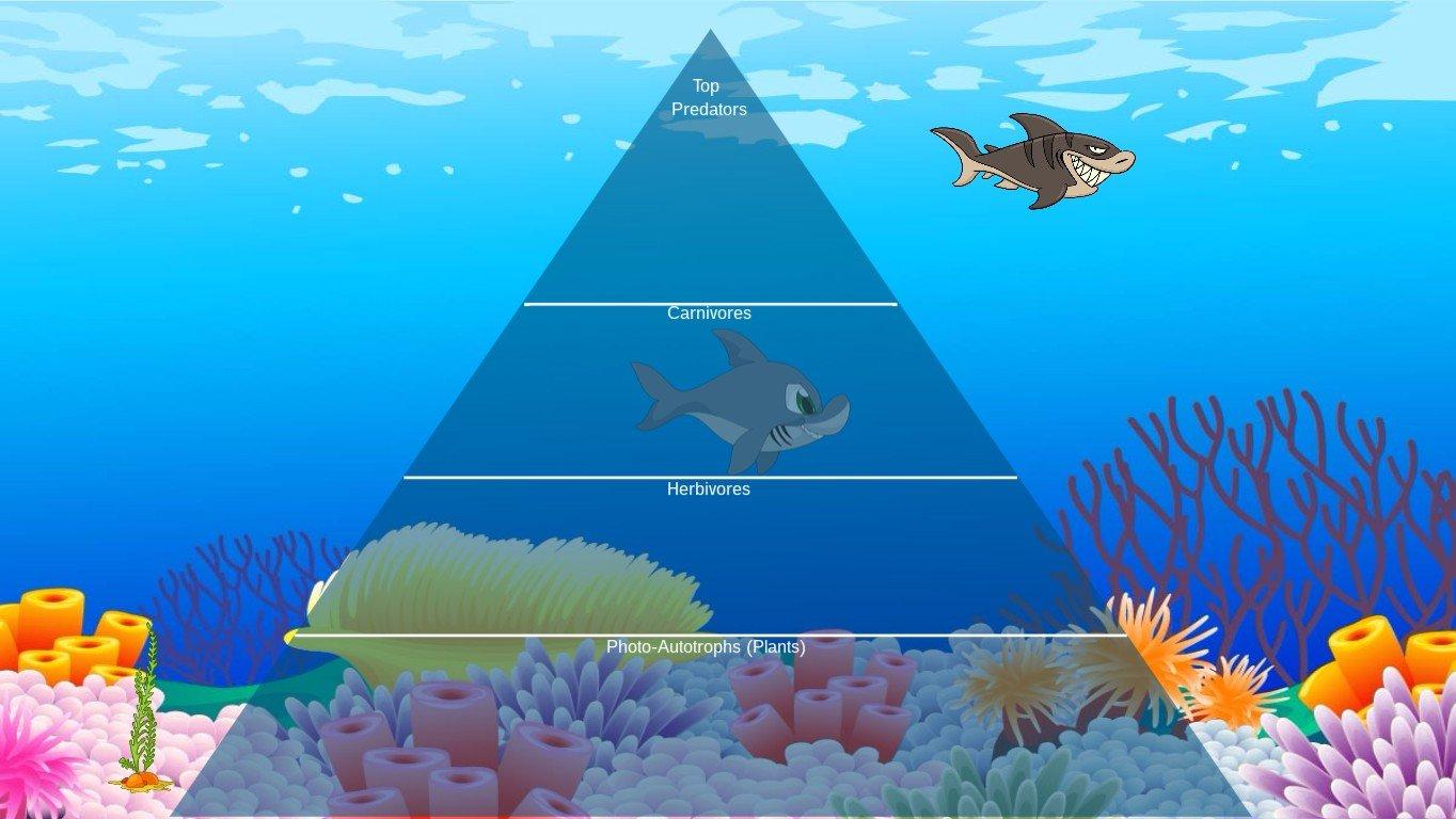 Ocean Ecological Pyramid - TEMPLATE