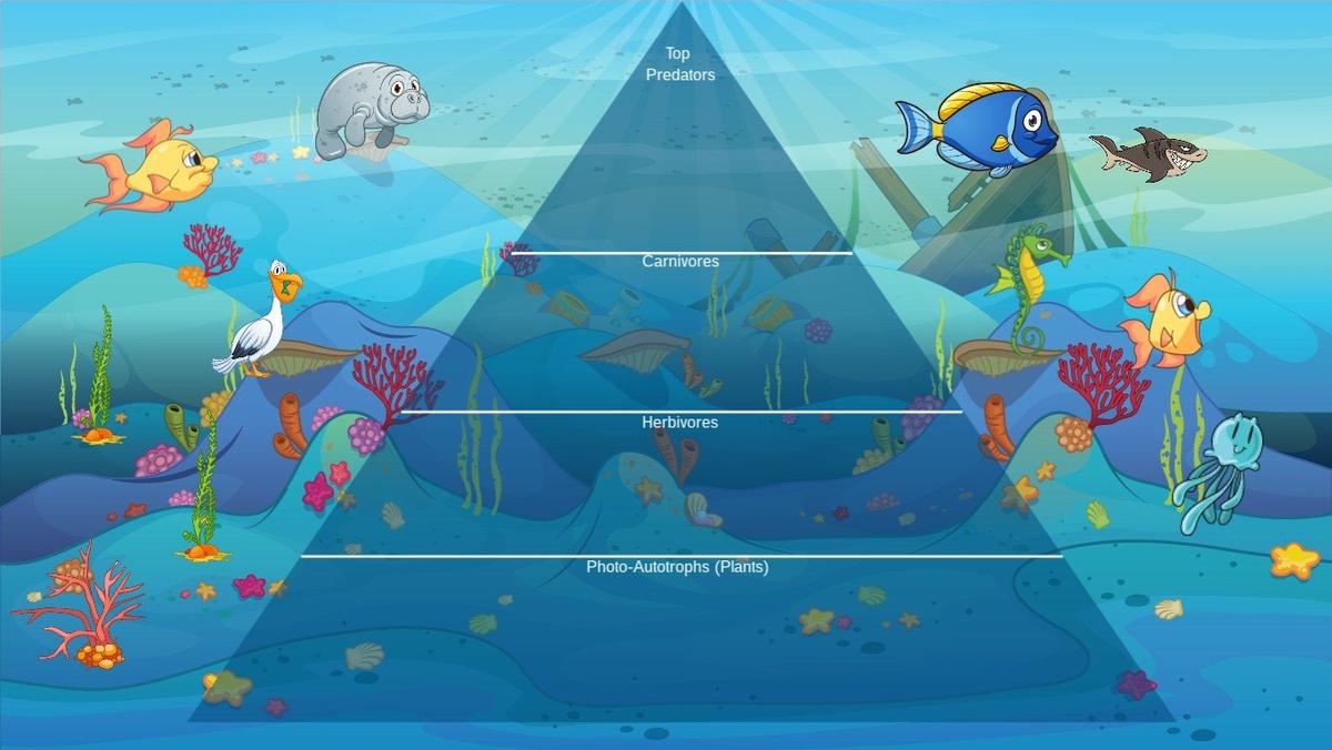 Ocean Ecological Pyramid - TEMPLATE