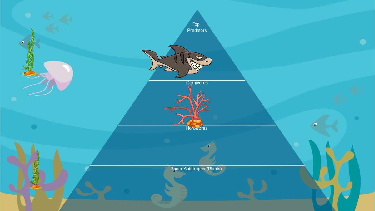 Ocean Ecological Pyramid - TEMPLATE