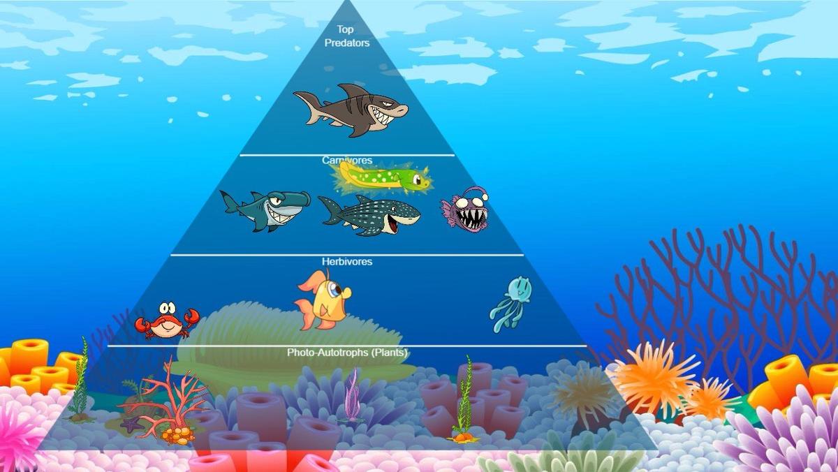 Ocean Ecological Pyramid - TEMPLATE