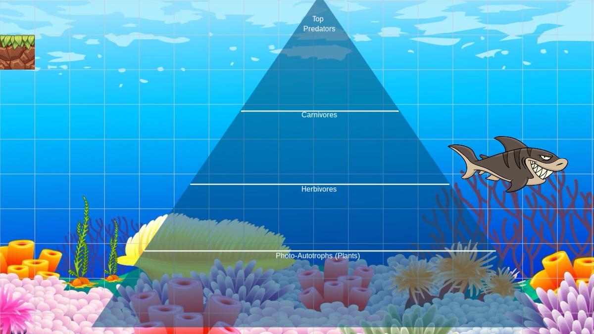 Ocean Ecological Pyramid - TEMPLATE