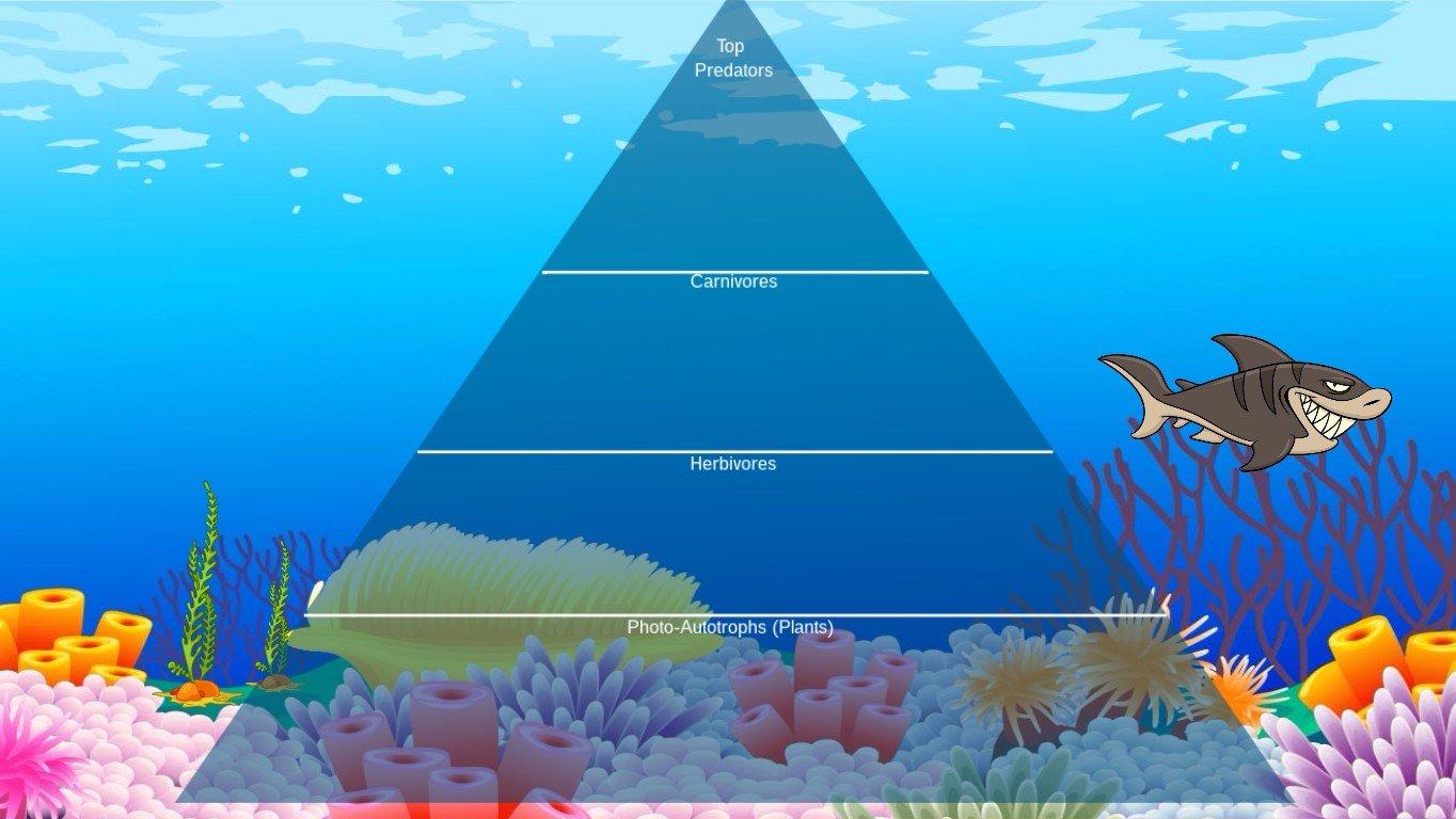 Ocean Ecological Pyramid - TEMPLATE