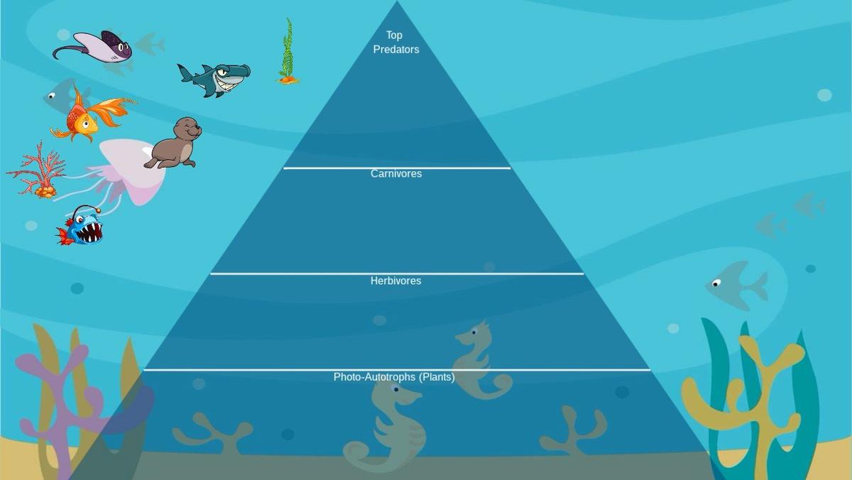 Ocean Ecological Pyramid - TEMPLATE