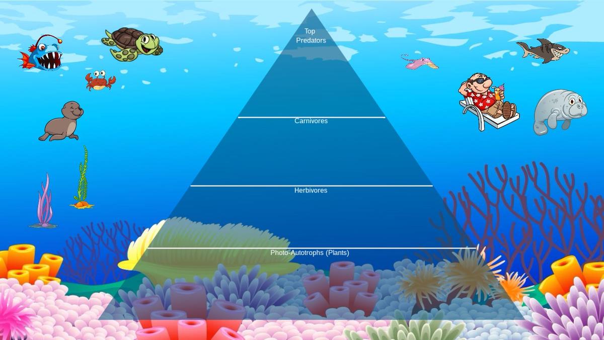 Ocean Ecological Pyramid - TEMPLATE