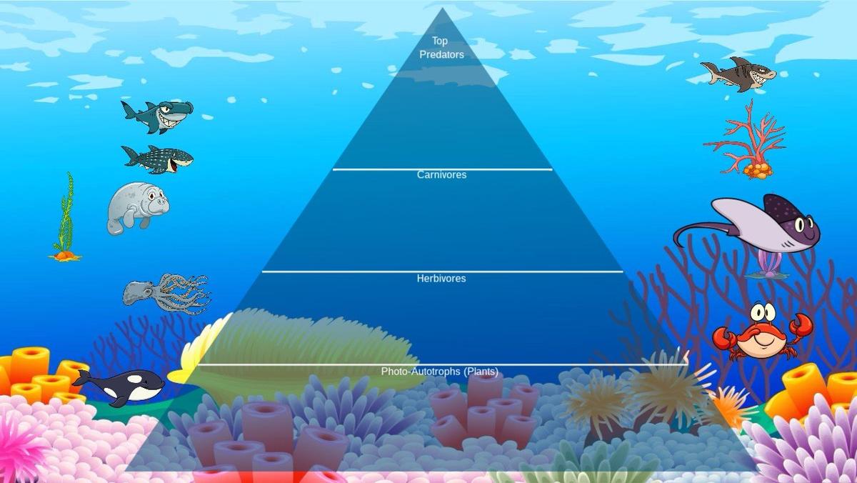 Ocean Ecological Pyramid - TEMPLATE