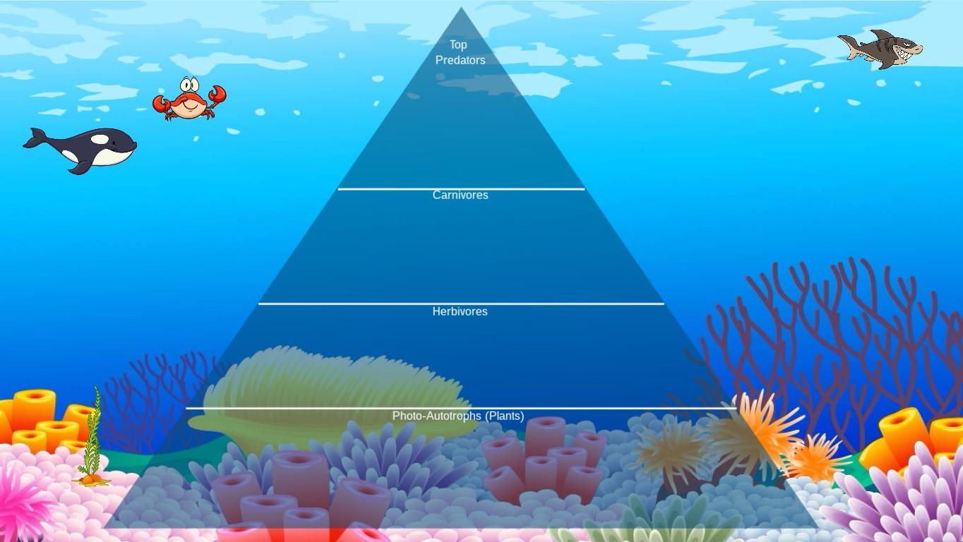 Ocean Ecological Pyramid - TEMPLATE