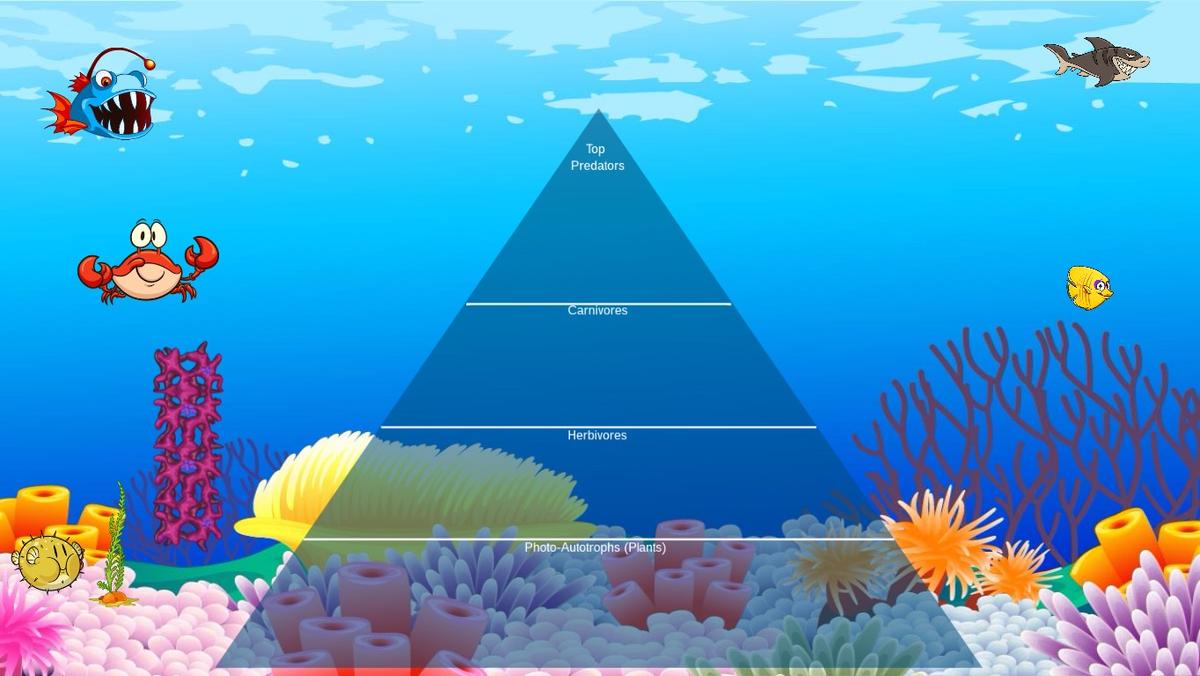 Ocean Ecological Pyramid - TEMPLATE