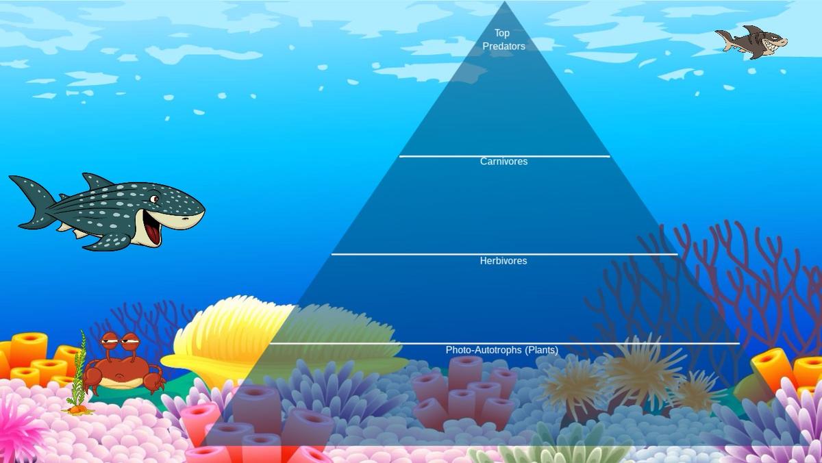 Ocean Ecological Pyramid - TEMPLATE