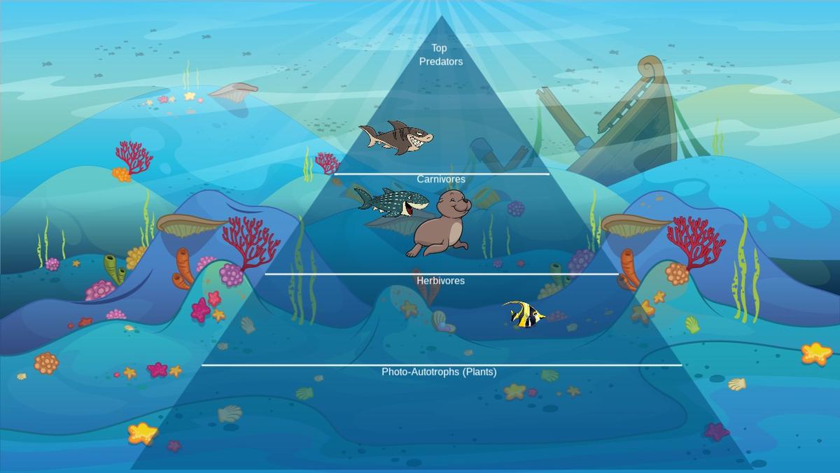 Ocean Ecological Pyramid - TEMPLATE