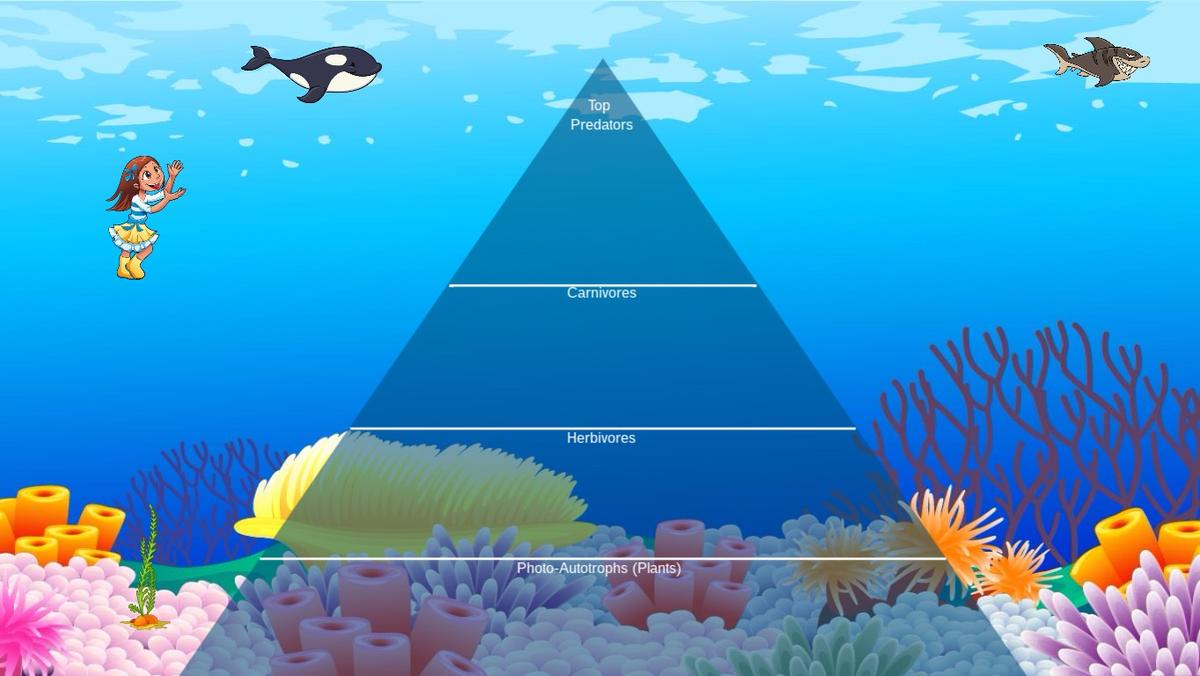 Ocean Ecological Pyramid - TEMPLATE