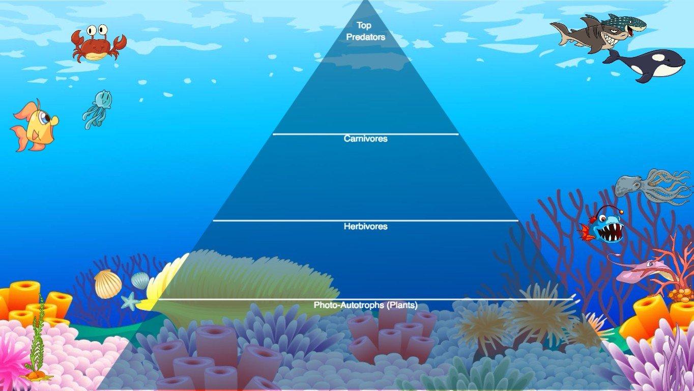 Ocean Ecological Pyramid - TEMPLATE