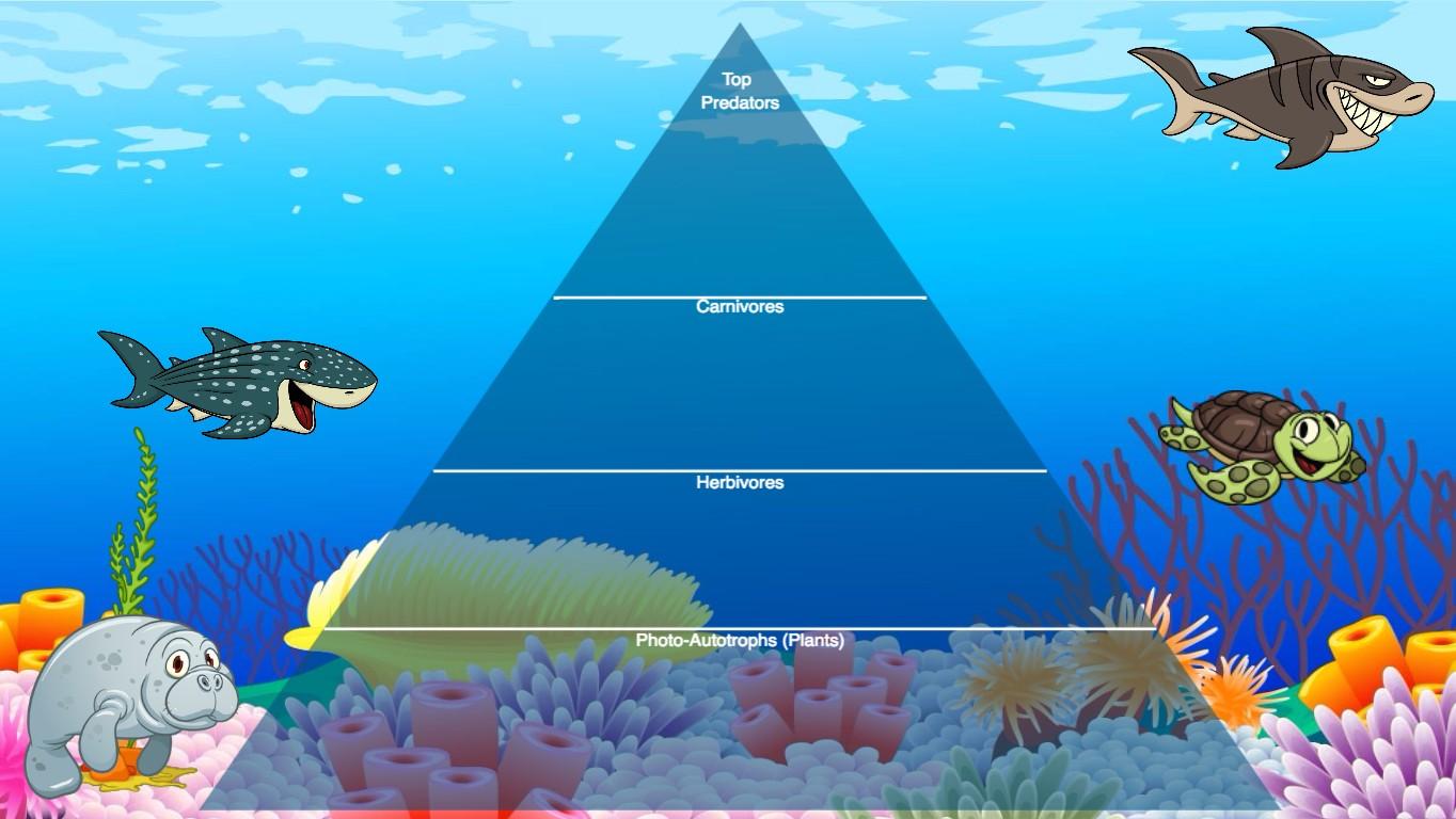 Ocean Ecological Pyramid - TEMPLATE