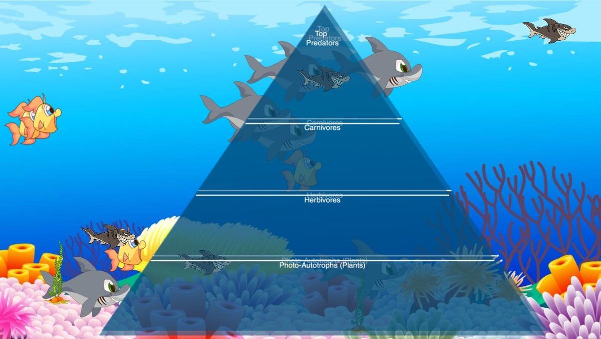 Ocean Ecological Pyramid - TEMPLATE