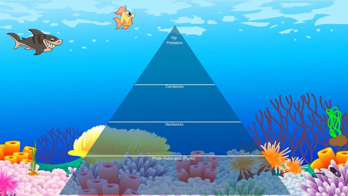 Ocean Ecological Pyramid - TEMPLATE