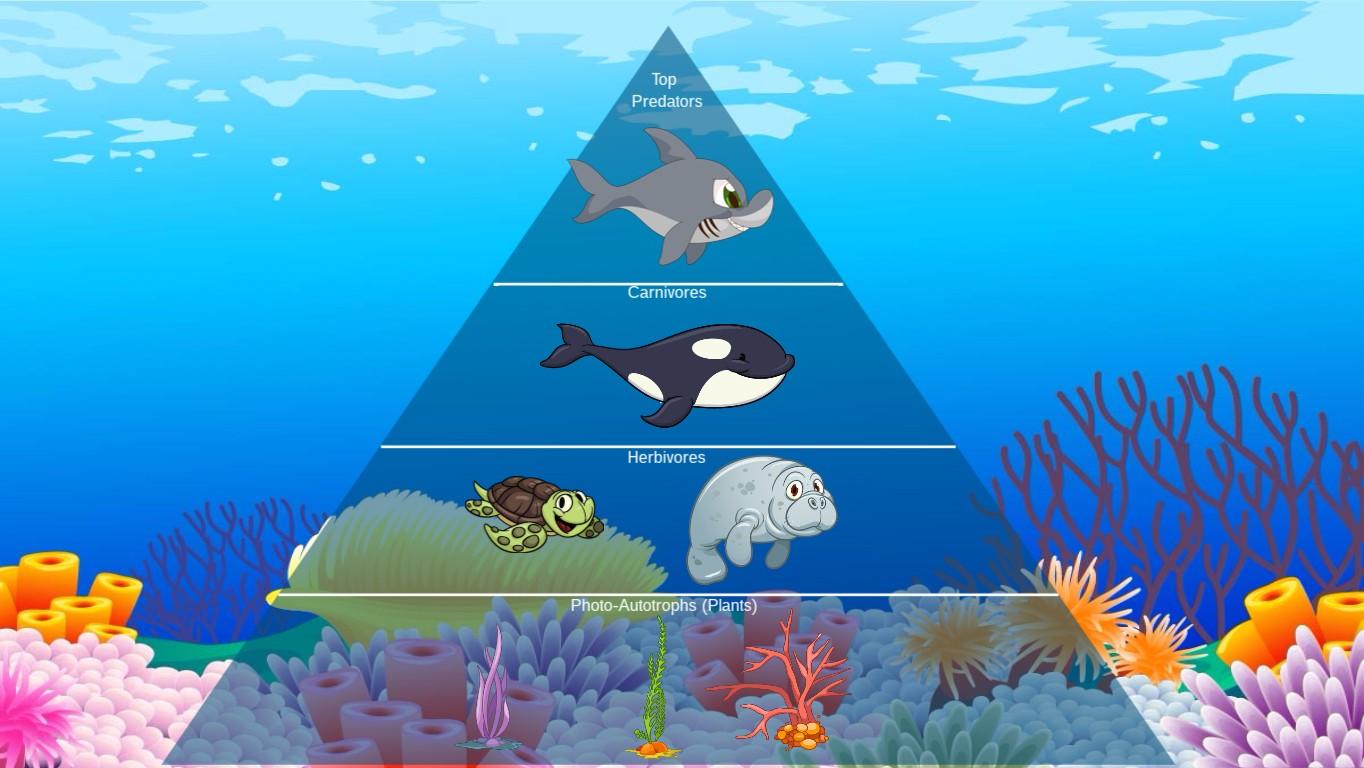 Ocean Ecological Pyramid - TEMPLATE