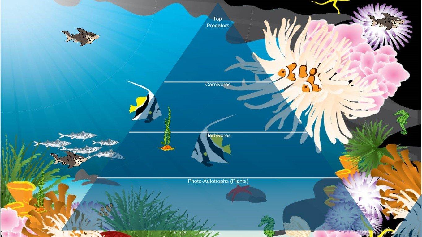 Ocean Ecological Pyramid - TEMPLATE