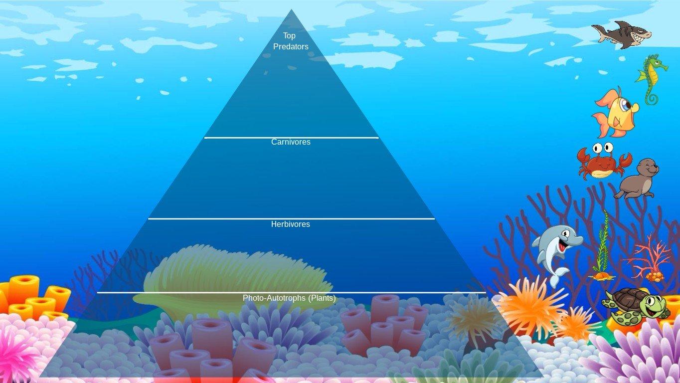 Ocean Ecological Pyramid - TEMPLATE