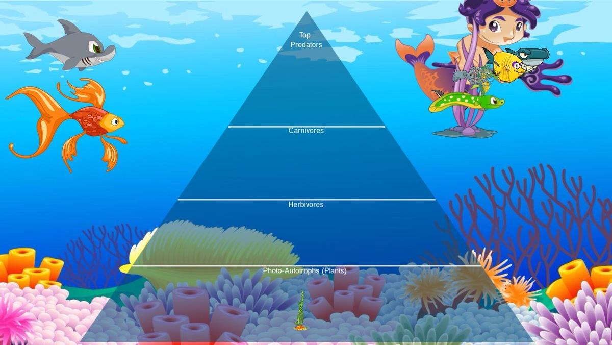 Ocean Ecological Pyramid - TEMPLATE