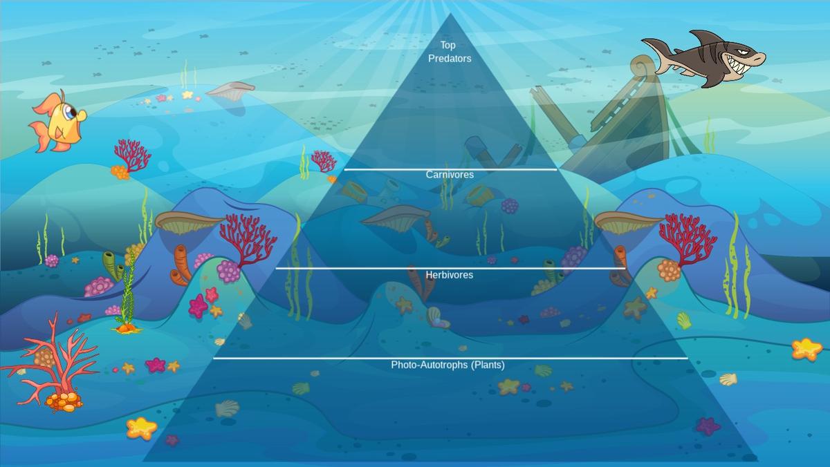 Ocean Ecological Pyramid - TEMPLATE