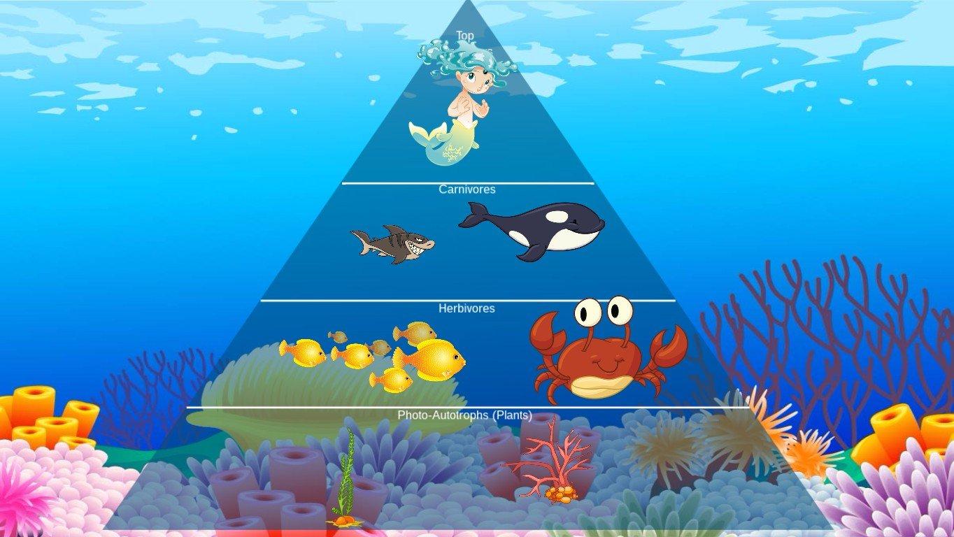 Ocean Ecological Pyramid - TEMPLATE