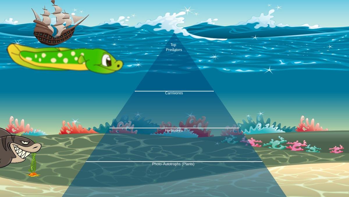 Ocean Ecological Pyramid - TEMPLATE